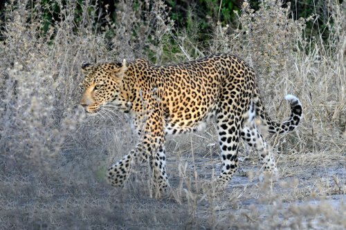 Chobe National Park (Botswana) - Léopard en balade le long de le route(VO-25-0850)