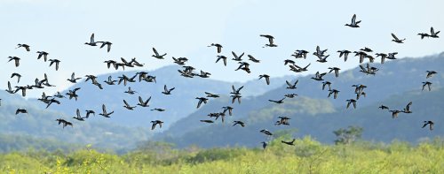 Parc national Palo Verde (Guanacaste, Costa Rica) - Vol de dendrocygnes(VO-25-1009)