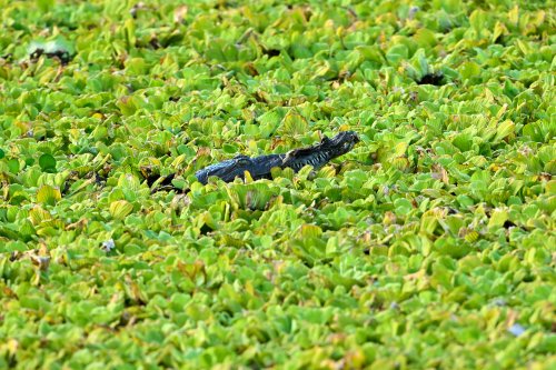Parc national Palo Verde (Guanacaste, Costa Rica) - Tête de crocodile émergeant d'un tapis de nénuphars(VO-25-1015)