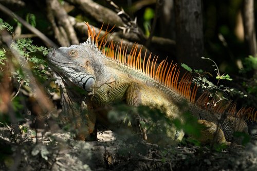 Parc national Palo Verde (Guanacaste, Costa Rica) -  Iguane  à crête orange dans un arbre(VO-25-1028)