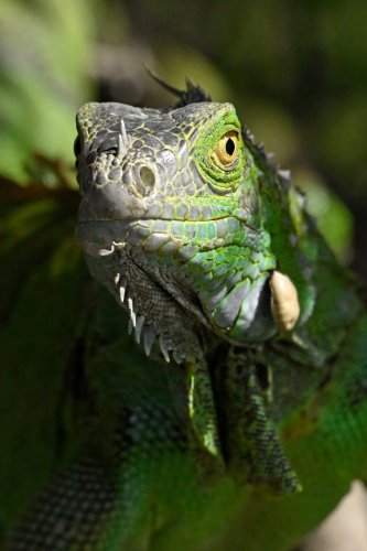 Parc national Palo Verde (Guanacaste, Costa Rica) -  Iguane vert sur une branche(VO-25-1031)