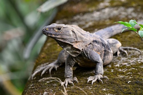 Parc national du Rincon de la Vieja (Alajuela, Costa Rica) -  Iguane gris(VO-25-1105)