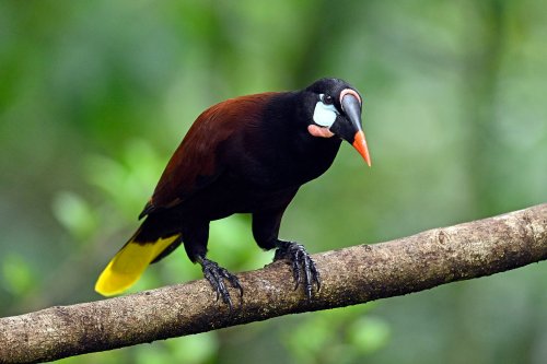 Parc National Tenorio (Alajuela, Costa Rica) -  Cassique de Montezuma sur une branche(VO-25-1157)