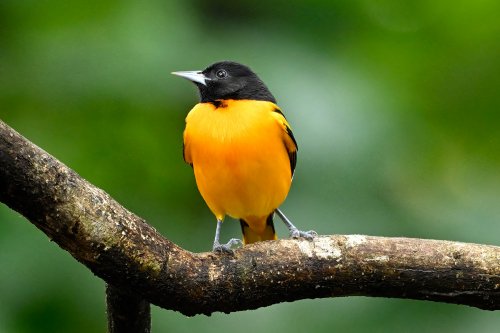 Parc National Tenorio (Alajuela, Costa Rica) -  Trogon mâle à l'abdomen orange sur une branche(VO-25-1164)