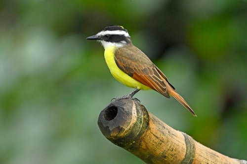 Parc National Tenorio (Alajuela, Costa Rica) - oiseau à jabot jaune(VO-25-1170)