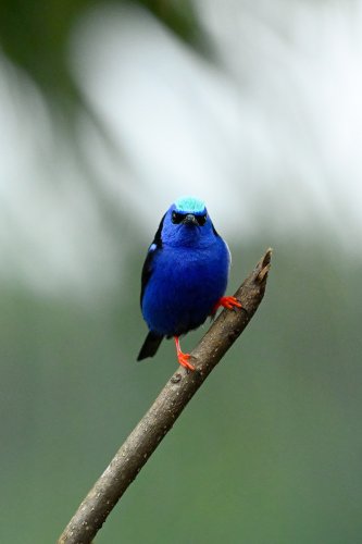 Parc National Tenorio (Alajuela, Costa Rica) - Pitpitpit sur une branche(VO-25-1172)