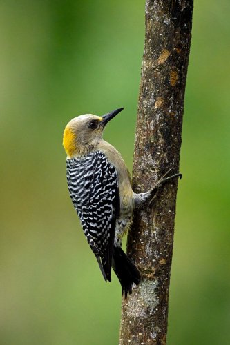 Parc National Tenorio (Alajuela, Costa Rica) - (VO-25-1173)