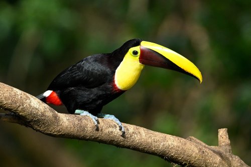 Parc National Tenorio (Alajuela, Costa Rica) -Toucan à carène  (VO-25-1185)