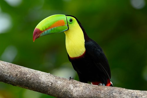 Parc National Tenorio (Alajuela, Costa Rica) -Toucan à carène (VO-25-1192)