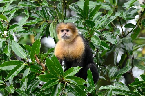 Parc National Tenorio (Alajuela, Costa Rica) -  Singe capucin dans un arbre au milieu des feuilles(VO-25-1220.)