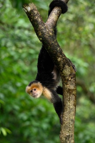 Parc National Tenorio (Alajuela, Costa Rica) - Singe capucin descendant sur un tronc d'arbre (VO-25-1226)