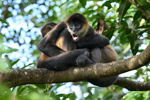 Parc National Tenorio (Alajuela, Costa Rica) - Couple de singes araignées sur une branche (VO-25-1245)