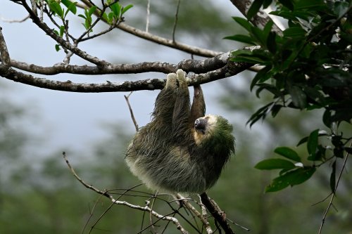 Parc national de Tenorio (Alajuela, Costa Rica) - Paresseux didactyle suspendu à une branche(VO-25-1262)
