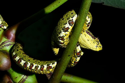 Parc national de Tenorio (Alajuela, Costa Rica) - Vipère de Shlegel  sur une branche(VO-25-1290)