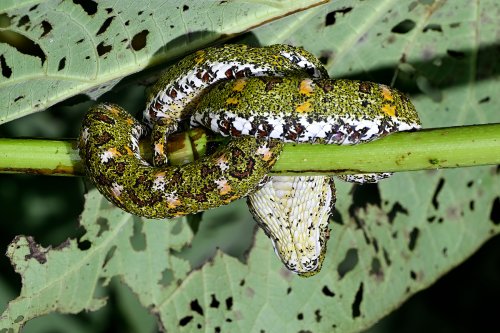 Parc national de Tenorio (Alajuela, Costa Rica) - Vipère de Shlegel enroulée sur une branche(VO-25-1294)
