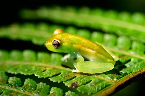 Parc national de Tenorio (Alajuela, Costa Rica) - Grenouille de verre sur une feuille de fougère (de profil)(VO-25-1307)