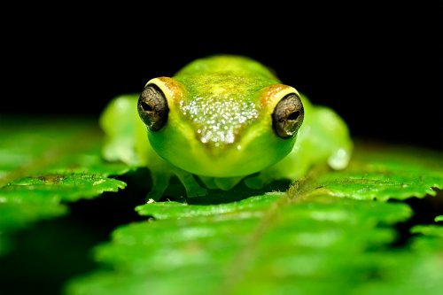 Parc national de Tenorio (Alajuela, Costa Rica) - Grenouille de verre sur une feuille de fougère (de face)(VO-25-1313)