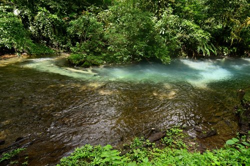 Parc national de Tenorio (Alajuela, Costa Rica) - Rio Celeste coloré par une arrivée d'eau thermale bleue(VO-25-1359)