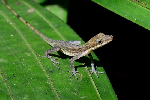 Parc national de Tenorio (Alajuela, Costa Rica) - Anole sur une feuille(VO-25-1430)