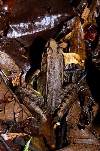 Parc national de Tenorio (Alajuela, Costa Rica) - Grenouille  (Smoky Jungle Frog) au milieu de feuilles mortes(VO-25-1437)
