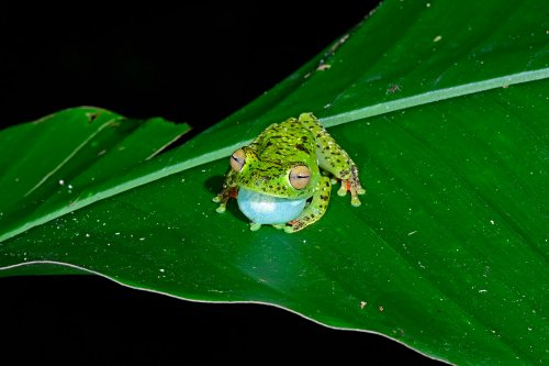 Parc national de Tenorio (Alajuela, Costa Rica) - grenouille verte au goitre bleu sur une feuille(VO-25-1443)