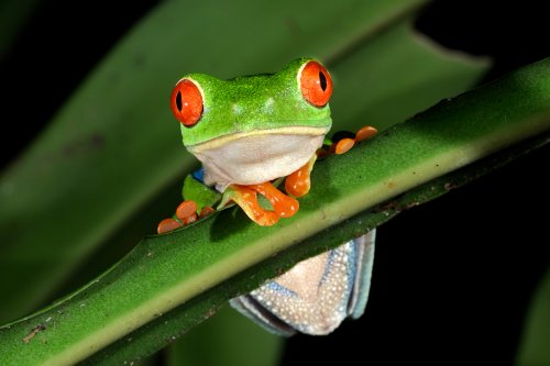 Parc national de Tenorio (Alajuela, Costa Rica) - Rainette aux yeux rouges perchée sur une feuille (vue du bas)(VO-25-1446)