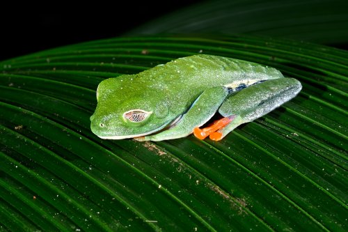 Parc national de Tenorio (Alajuela, Costa Rica) - Rainette aux yeux rouges sur une feuille (yeux fermés)(VO-25-1453)
