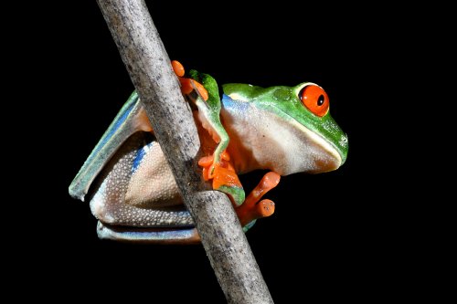 Parc national de Tenorio (Alajuela, Costa Rica) - Rainette aux yeux rouges perchée sur une tige (vue du bas)(VO-25-1460)