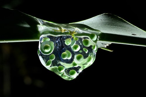 Parc national de Tenorio (Alajuela, Costa Rica) - Poche transparente contenant des œufs de grenouille(VO-25-1464)