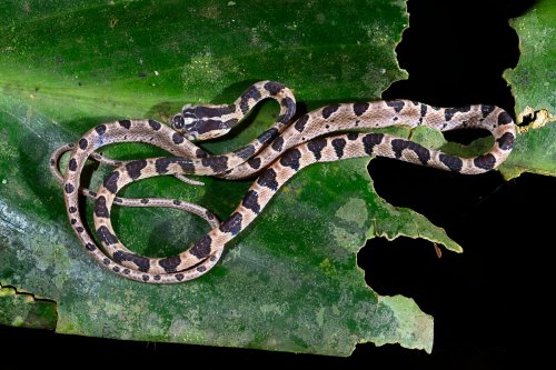 Parc national de Tenorio (Alajuela, Costa Rica) - Serpent des arbres (non vénimeux)(VO-25-1468)