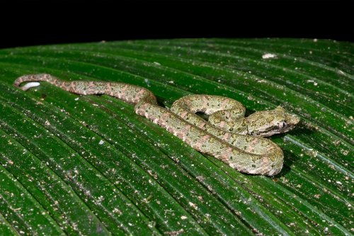 Parc national de Tenorio (Alajuela, Costa Rica) -  Jeune vipère de Shlegel sur une feuille (paradoxalement, la morsure des jeunes vipères est plus redoutable car elle ne sait pas doser le venin injecté)(VO-25-1471)