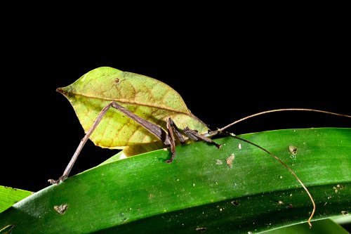 Parc national de Tenorio (Alajuela, Costa Rica) - Insecte feuille(VO-25-1476)
