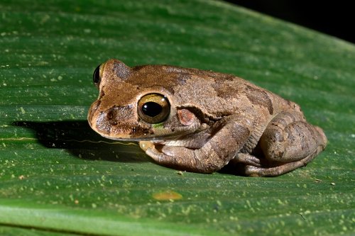 Parc national de Tenorio (Alajuela, Costa Rica) - Rainette de Bransford sur une feuille(VO-25-1477)