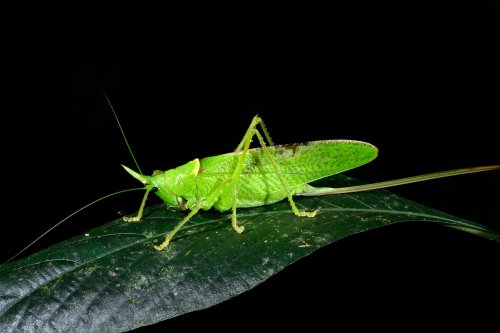 Parc national de Tenorio (Alajuela, Costa Rica) - Criquet sur une feuille(VO-25-1480)