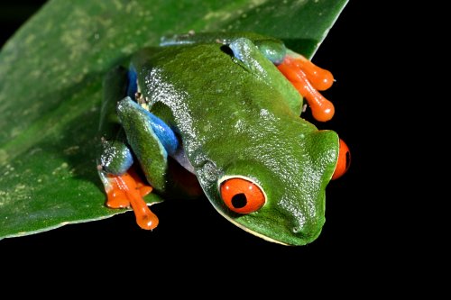 Parc national de Tenorio (Alajuela, Costa Rica) - Rainette aux yeux rouges sur une feuille (vue du haut)(VO-25-1482)