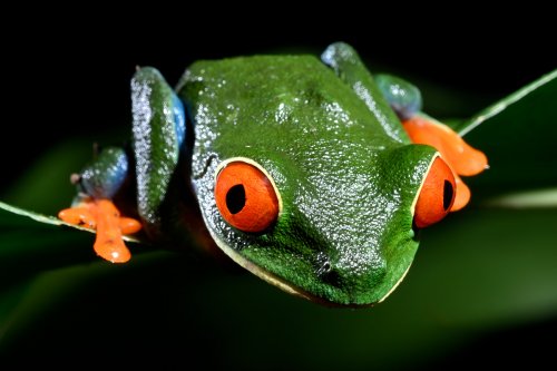 Parc national de Tenorio (Alajuela, Costa Rica) - Rainette aux yeux rouges sur une feuille (vue de face)(VO-25-1484)