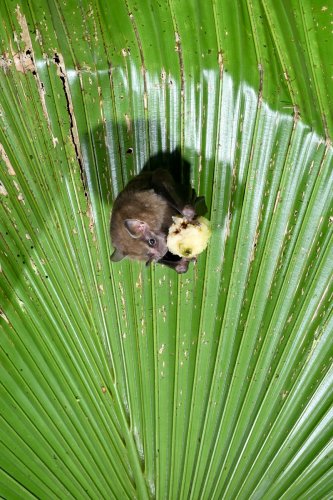 Parc national de Tenorio (Alajuela, Costa Rica) - Chauve-souris  sous une feuille en train de manger un fruit(VO-25-1486)