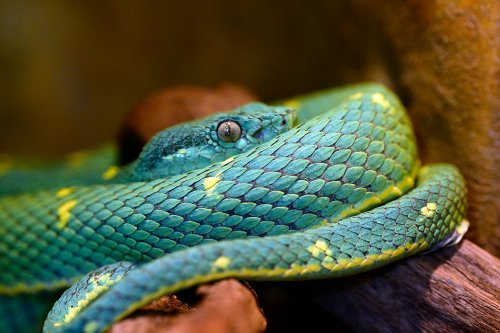 Parc national de Tenorio (Alajuela, Costa Rica) - Couleuvre(VO-25-1542)