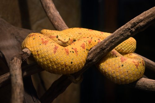 Parc national de Tenorio (Alajuela, Costa Rica) - (VO-25-1544)