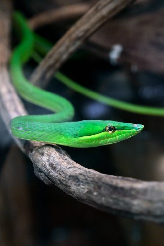 Parc national de Tenorio (Alajuela, Costa Rica) - Serpent liane(VO-25-1546)