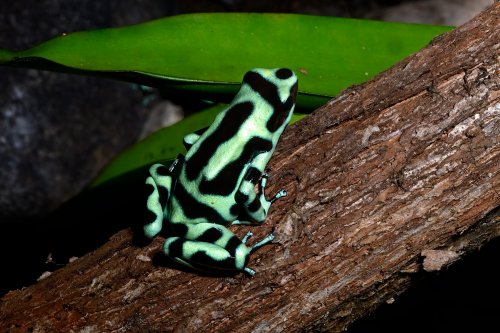 Parc national de Tenorio (Alajuela, Costa Rica) -  grenouille dentrobatidae verte et noire(VO-25-1551)