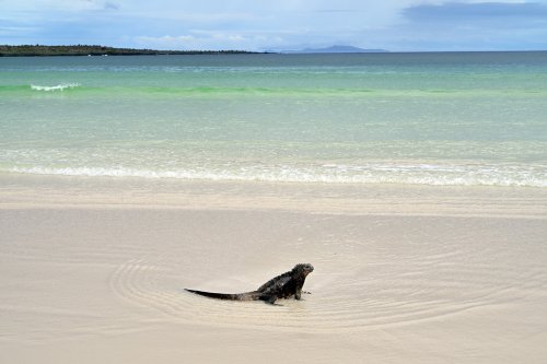 Tortuga Bay (Santa Cruz, Galapagos, Equateur) - Iguane de mer sur la plage(VO-26-0022)