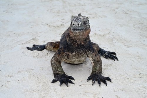 Tortuga Bay (Santa Cruz, Galapagos, Equateur) - Iguane de mer sur la plage (de face sur sable blanc)(VO-26-0025)