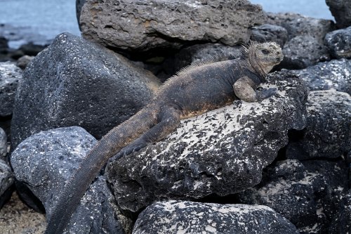 Santa Fe (Galapagos, Equateur) - Iguane de mer sur un rocher gris(VO-26-0033)