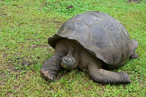 Santa Cruz (Galapagos, Equateur) - Tortue géante dans l'herbe(VO-26-0043)