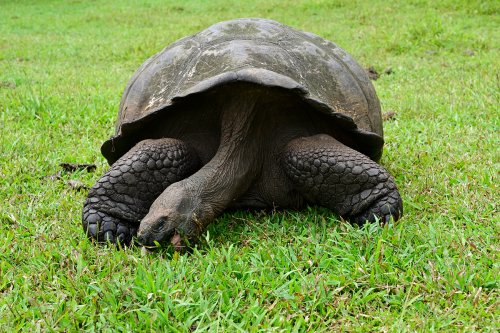Santa Cruz (Galapagos, Equateur) - Tortue géante en train de manger de l'herbe(VO-26-0046)