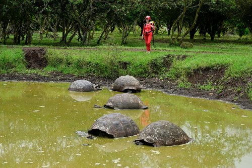 Santa Cruz (Galapagos, Equateur) - Tortues géantes dans une mare (personnage à l'arrière plan)(VO-26-0050)
