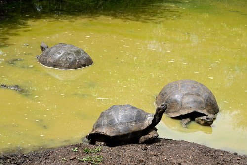 Santa Cruz (Galapagos, Equateur) - Tortues géantes dans une mare(VO-26-0054)