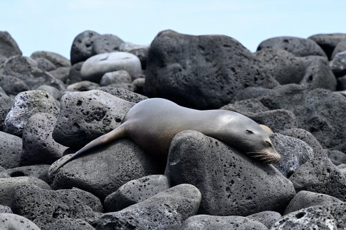 Mosquera island (Galapagos, Equateur) - Otarie dormant sur des rochers de basalte(VO-26-0075)