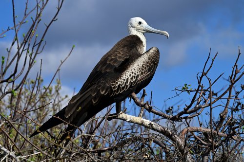 Lobos island (San Cristobal, Galapagos, Equateur) - Frégate femelle dans son nid(VO-26-0081)